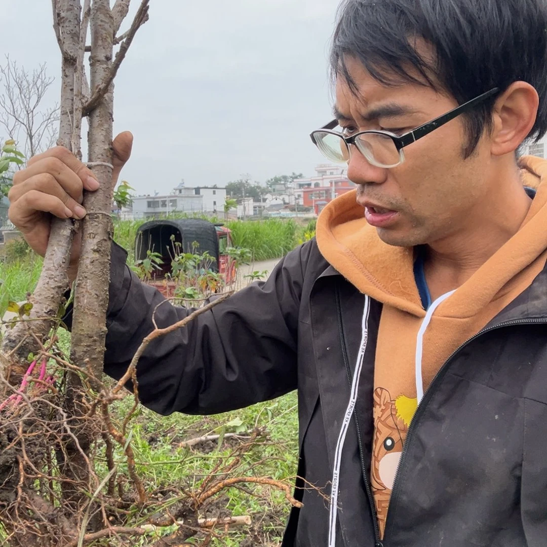 当前无花栽培后可以开花13 不包活