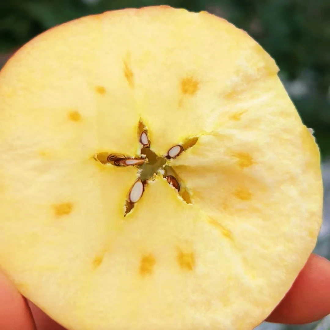 唐安果园大沙河红富士苹果当季水果新鲜脆甜苹果现摘果园直发包邮