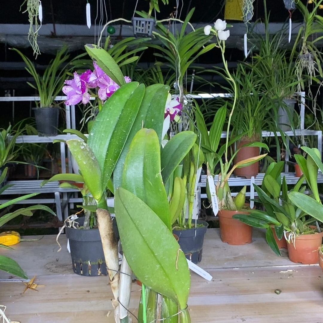 当前无花栽培后可以开花欣*情迷曼谷