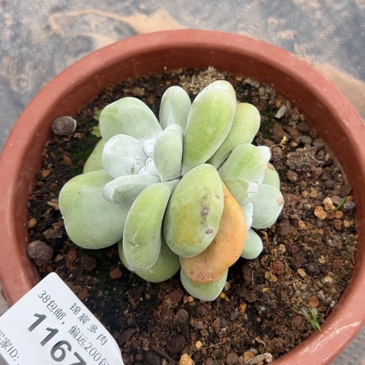 福利双头～一物一拍11674