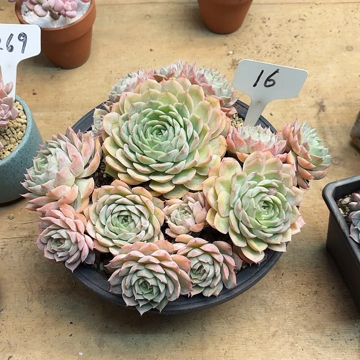 多肉植物，昂斯若16号