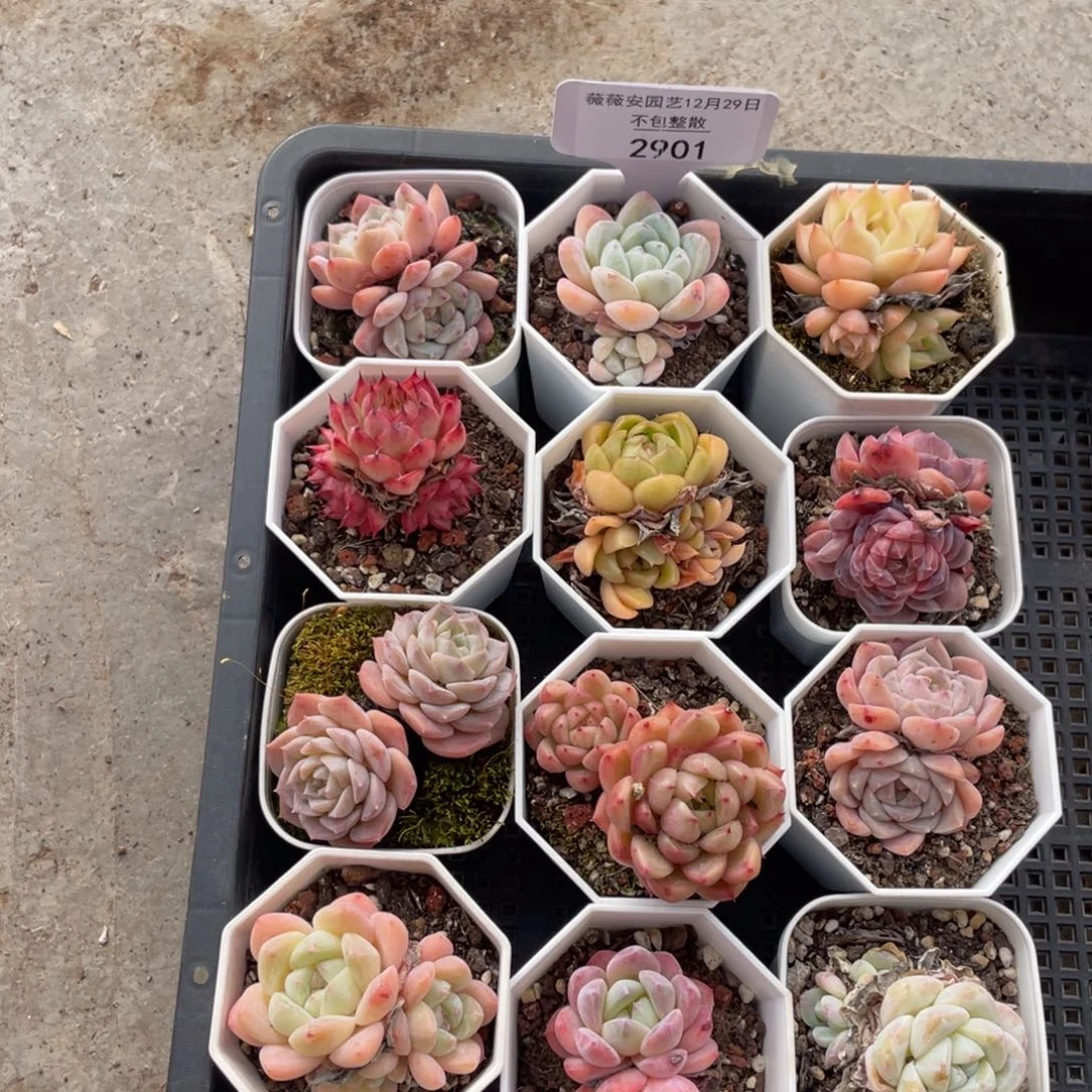 不包整散 盆子不售后2901