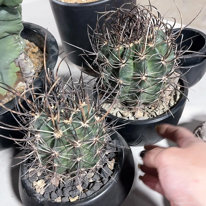 自***！仙人球仙人球开花