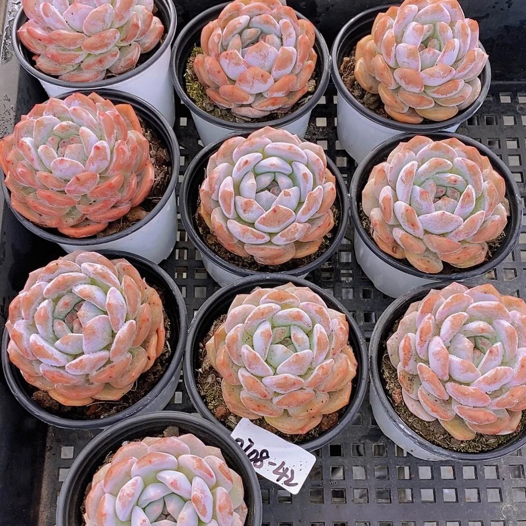 0708-42-粉墩墩橙单头福利一颗量拍