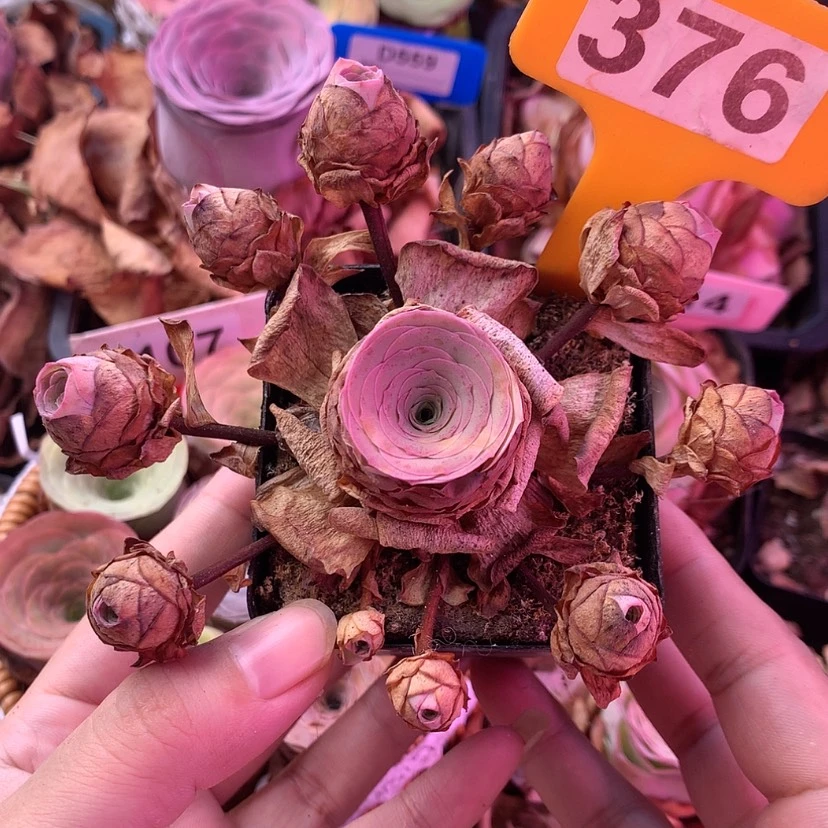 【闪购商品】红粉376