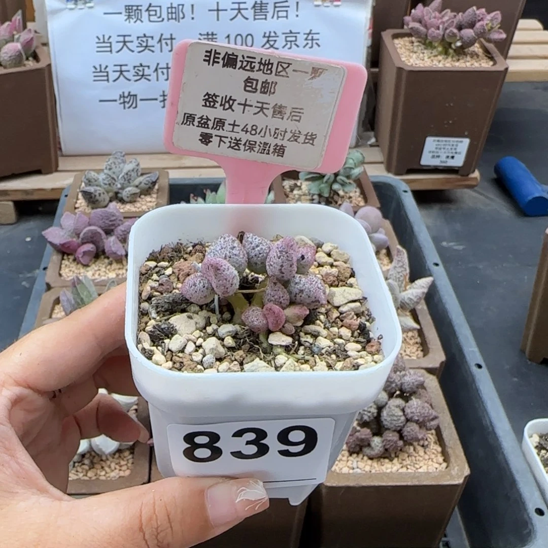 飔*839冰晶蛇皮多肉植物