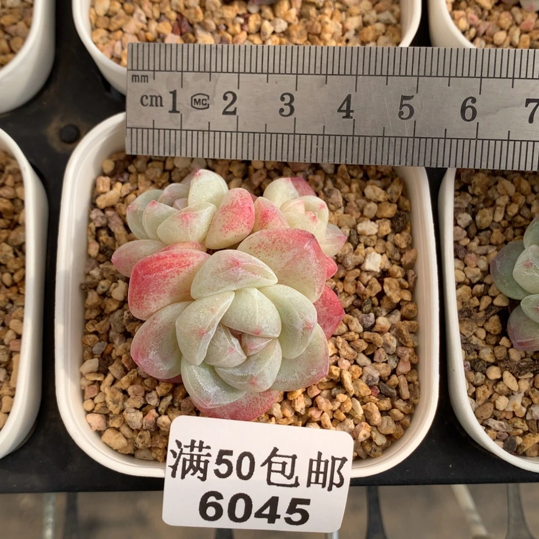 6045三头糖心冰玉冠服4