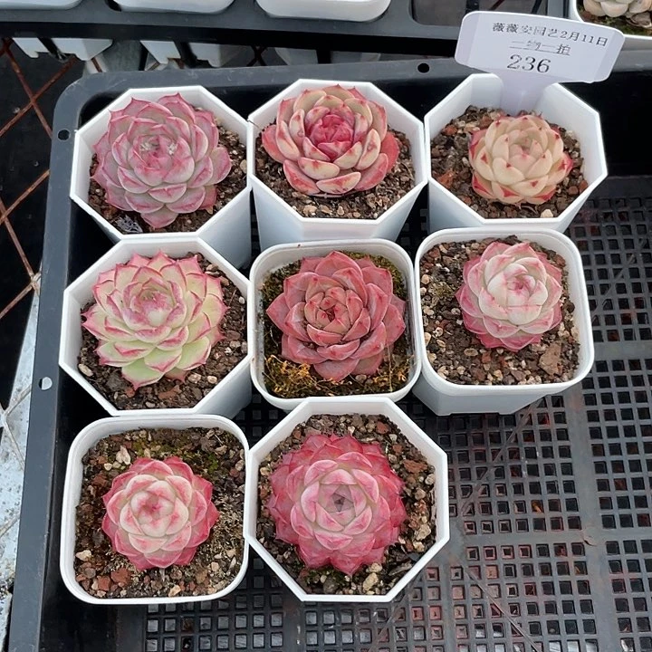 薇薇安园艺多肉236