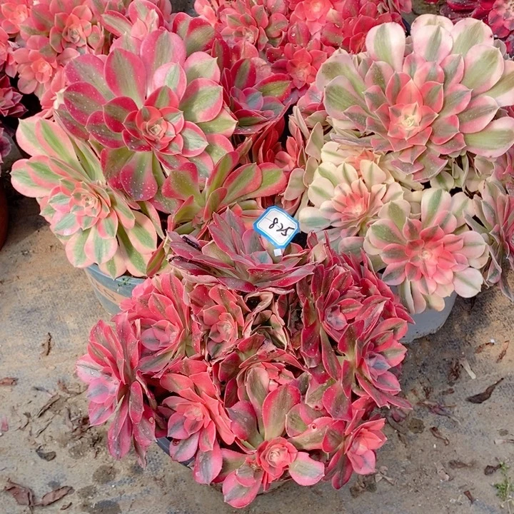 ╭****╯825粉女巫组合