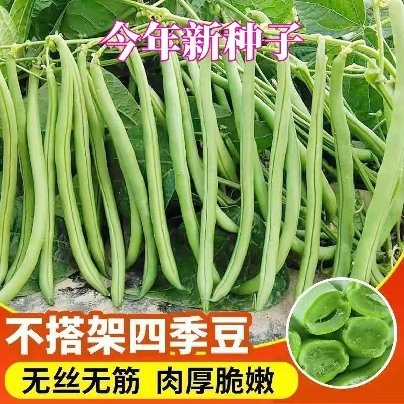 无架四季豆种子春季庭院阳台菜籽 无筋豆种子不用搭架