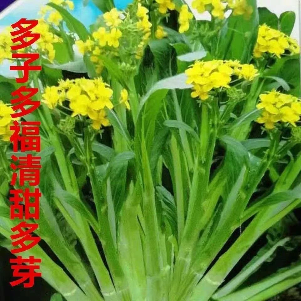 【多子多福甜菜心种子】多芽广东菜芯脆嫩青菜苔籽蔬菜种子四季
