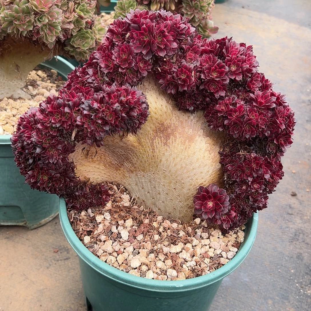 黑瞳超白老桩厚板整版哪