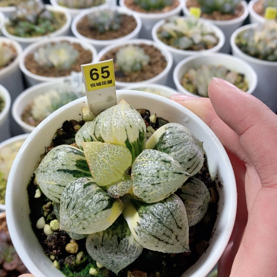 丸叶白银锦多肉植物多肉植物