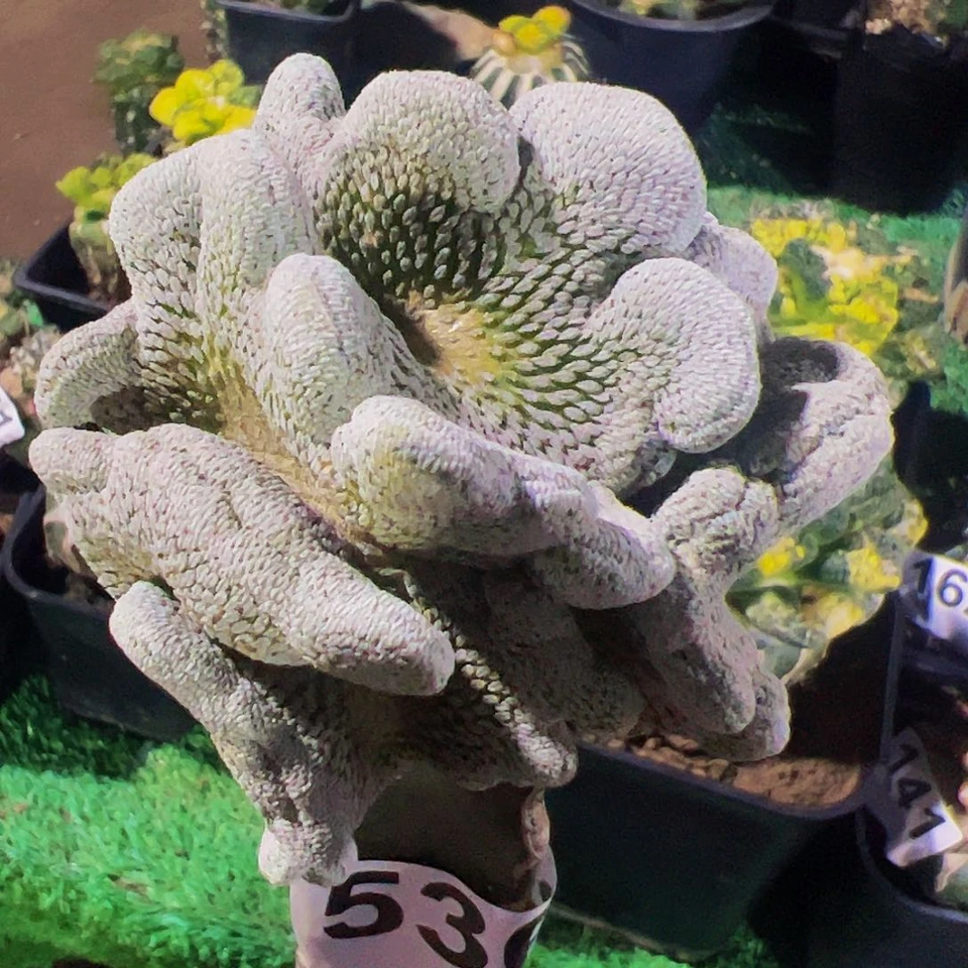 无花朵精巧丸缀化536
