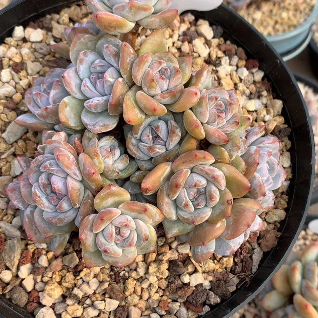 绿底油脸 13公分老桩