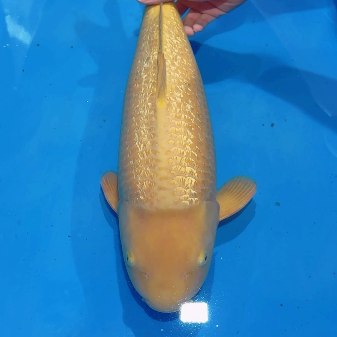 锦鲤佛山兴隆锦鲤