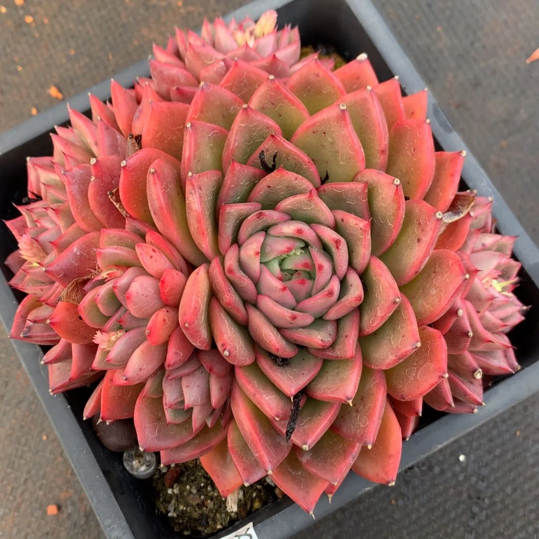 8761杂交多肉老桩