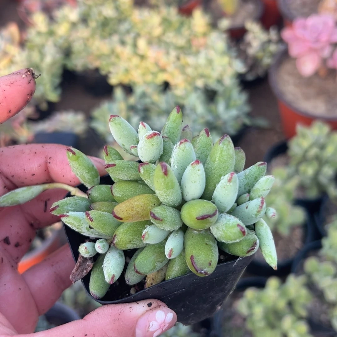 多肉植物多肉植物