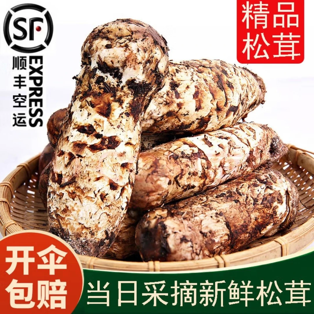 云南新鲜冰冻松茸7一9稻城乡城产地直销顺丰空运