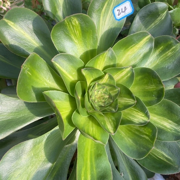 24燕子中班锦锦锦锦