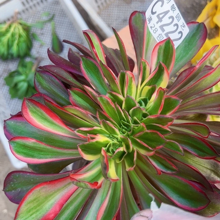爱****逗4222多肉植物法师法师，我