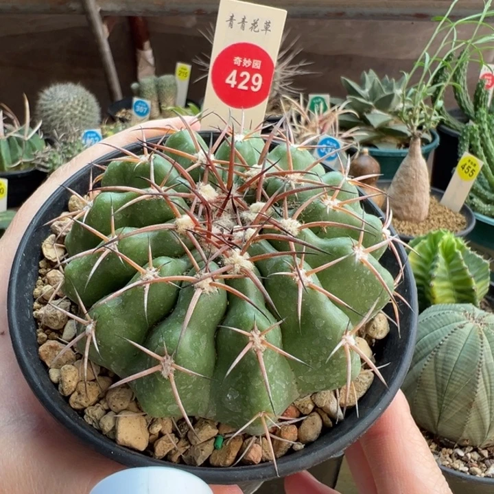实生狂刺圆盘玉8.1cm