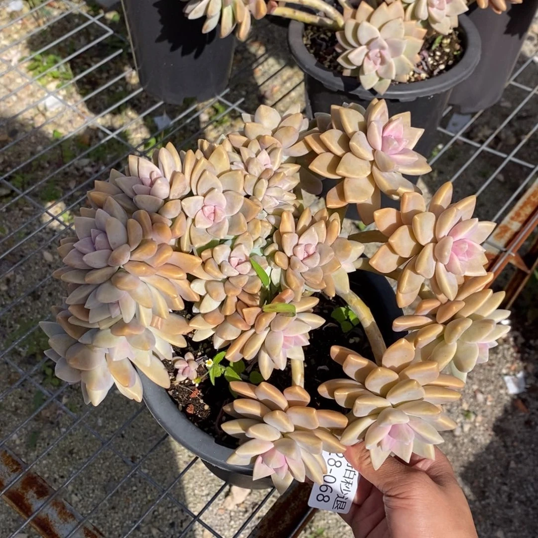 勿秒拍秒退 9028-68淡雪缀