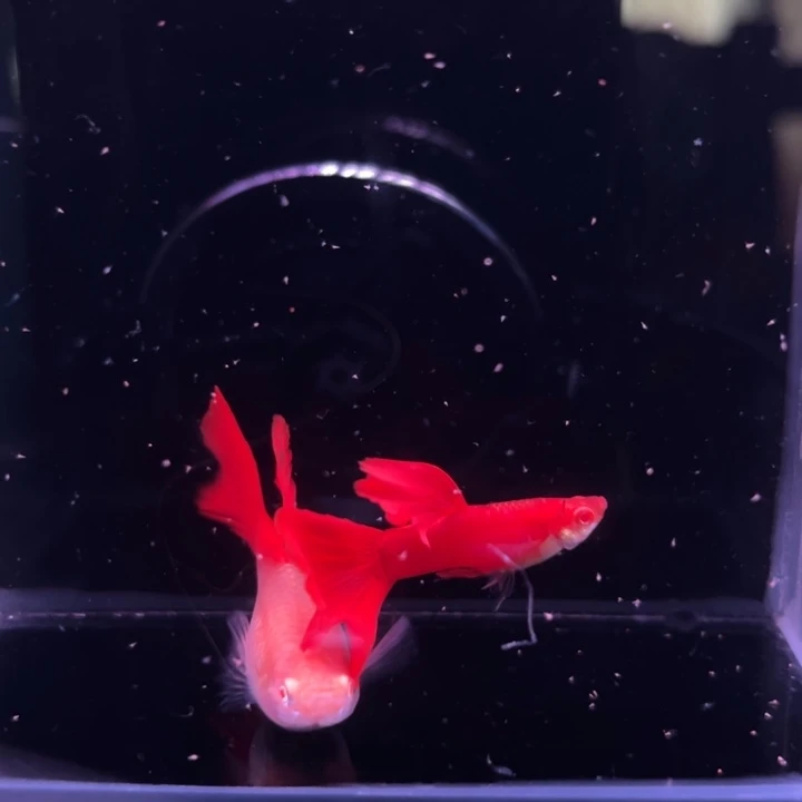 孔雀鱼大背血红1对