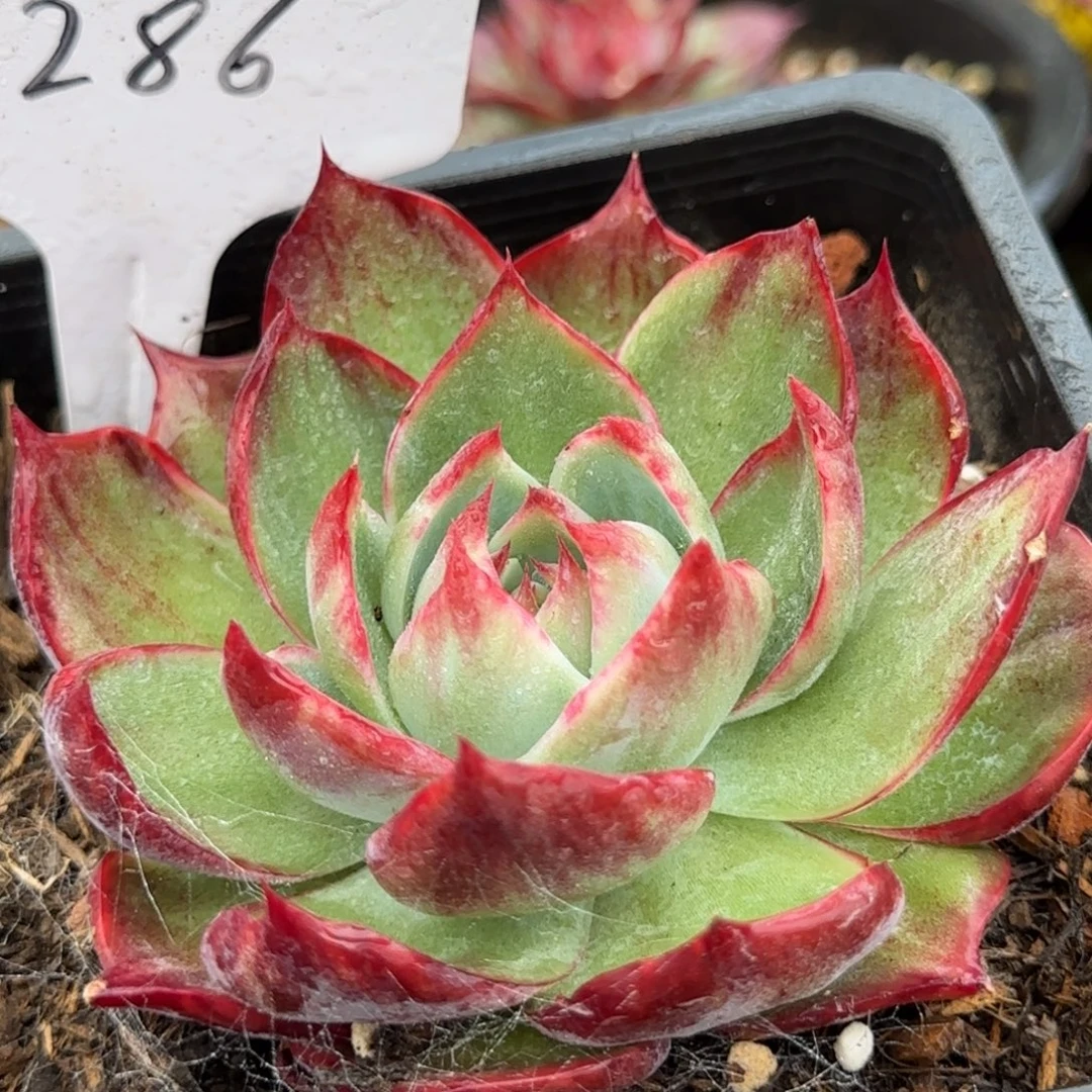 惊鸿一物一拍包装收缩花旱286