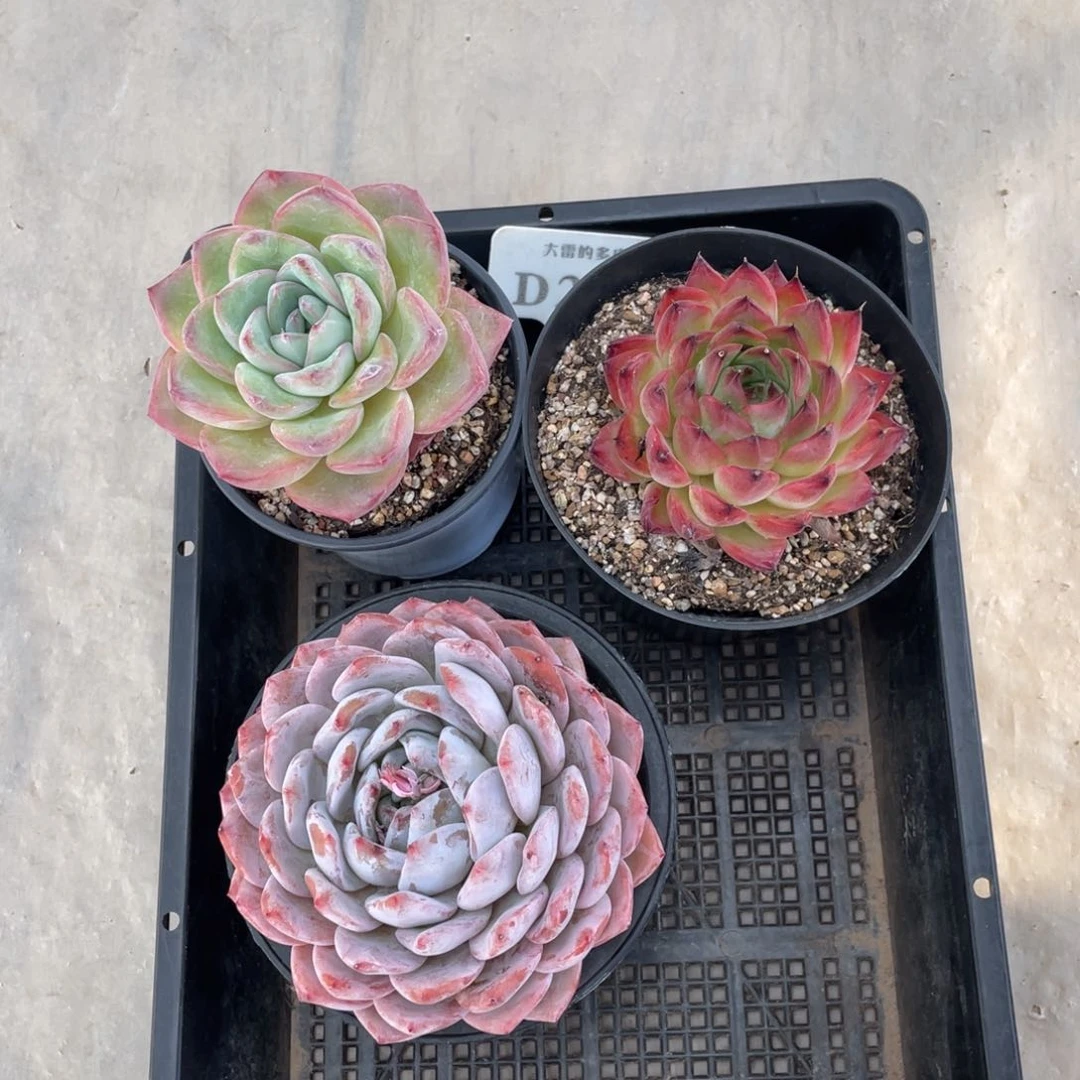 凤*贝281三颗不带盆啦啦啦