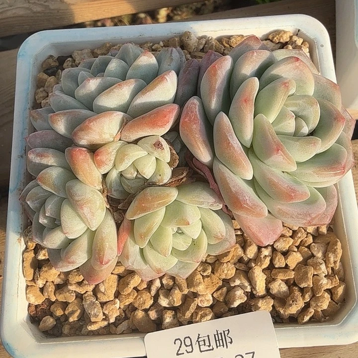 0117-27 冰玉趴地群