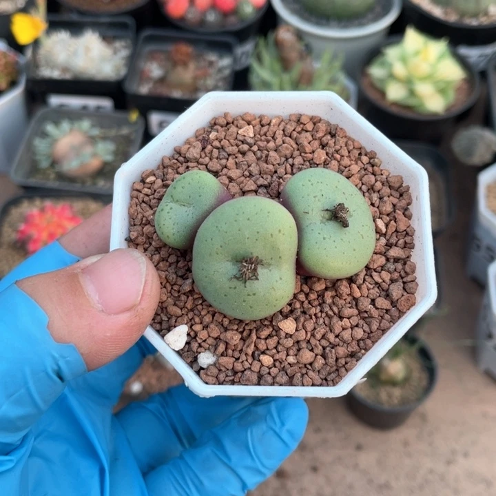 715大饼植物一盆