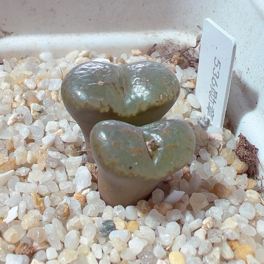 1228-197多肉多肉536勋章