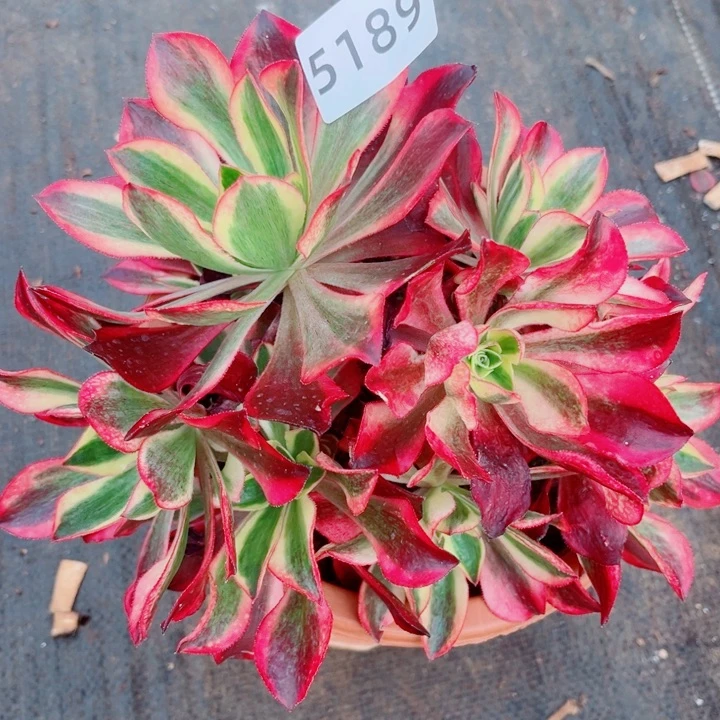 魅影特价不售后多肉