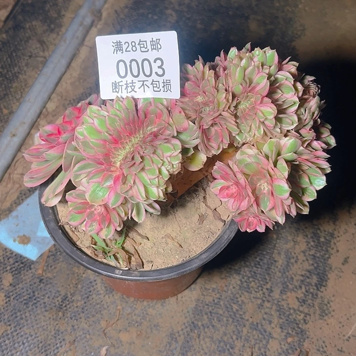 ᥫ***余0003倾城缀多肉植物
