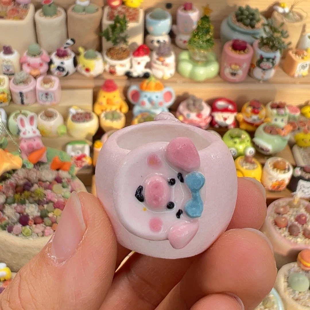 多肉植物21号看着种