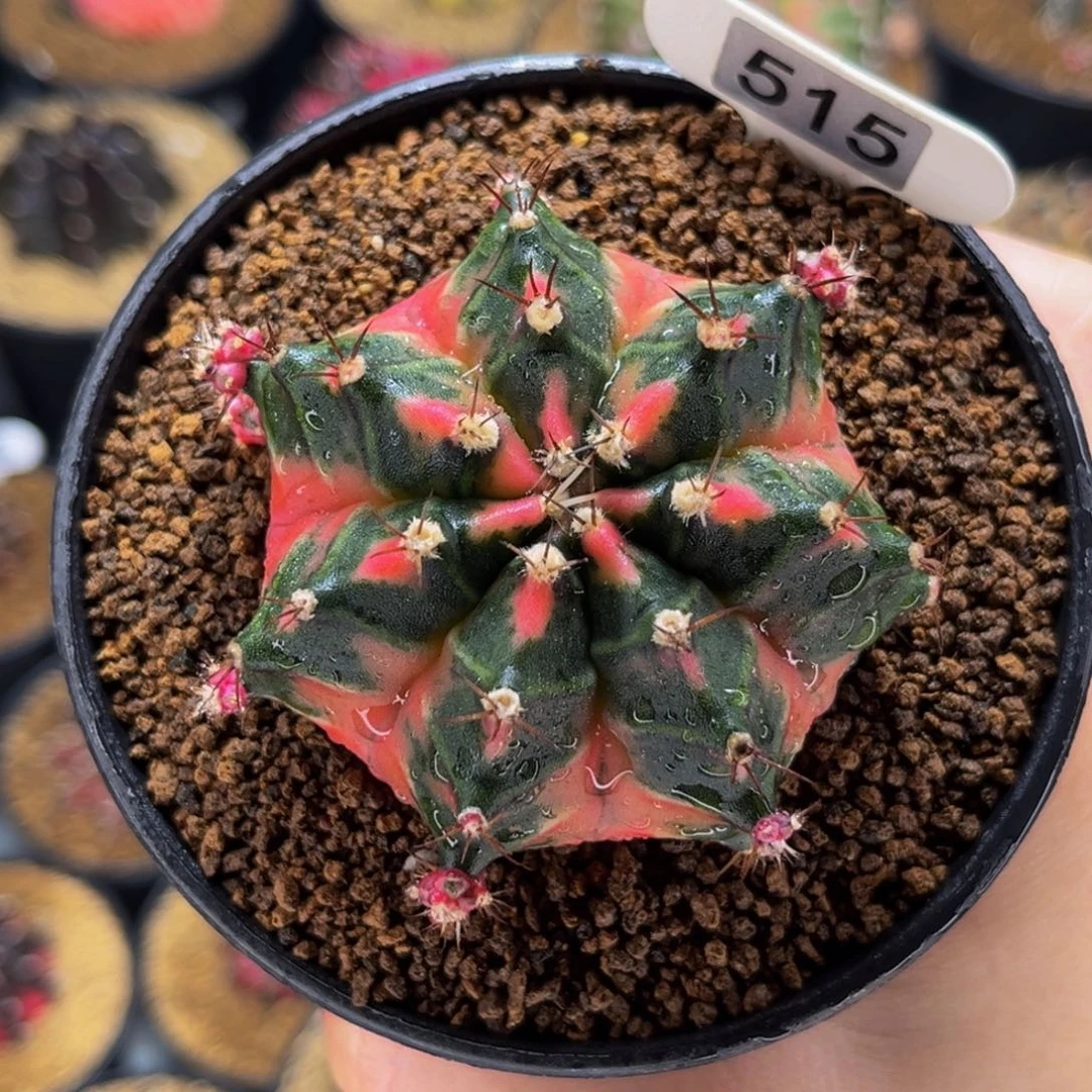 幸运种子 米哈仙人球