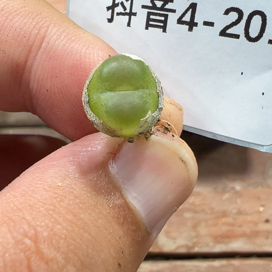4-201拉登多肉植物