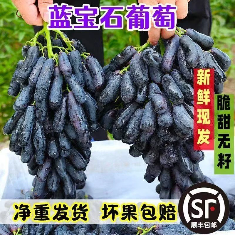 【顺丰包邮】蓝宝石葡萄无籽脆甜当季新鲜水果