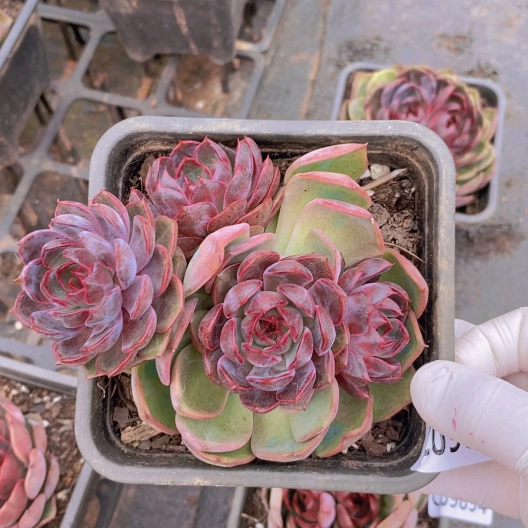 9895蓝莓一物一拍