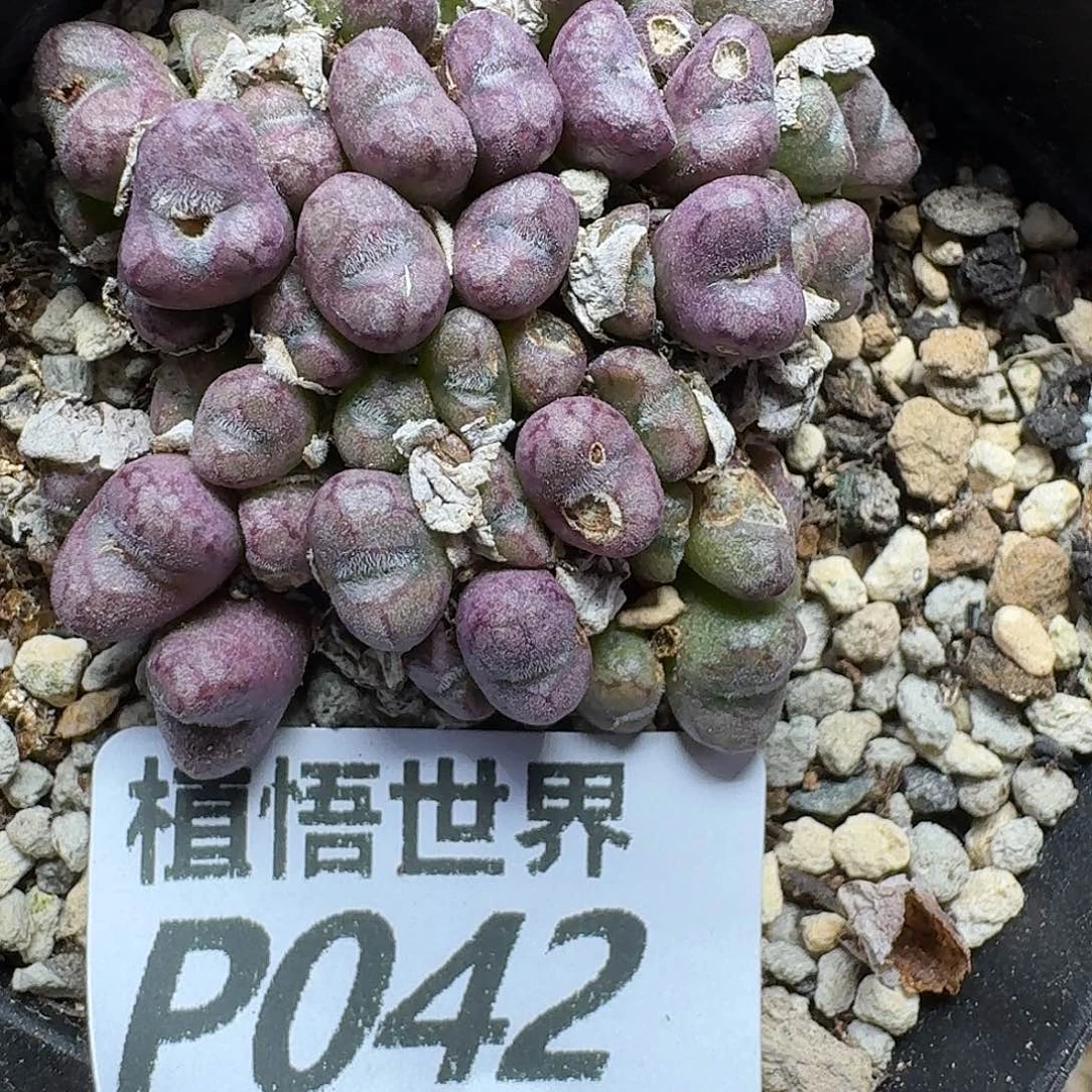多肉植物的润泽fbnn