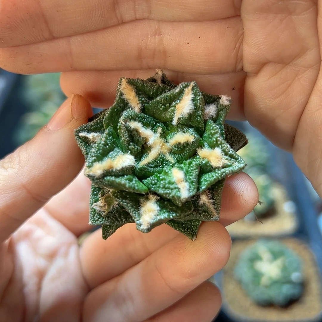 自根辛盾牡丹4公分