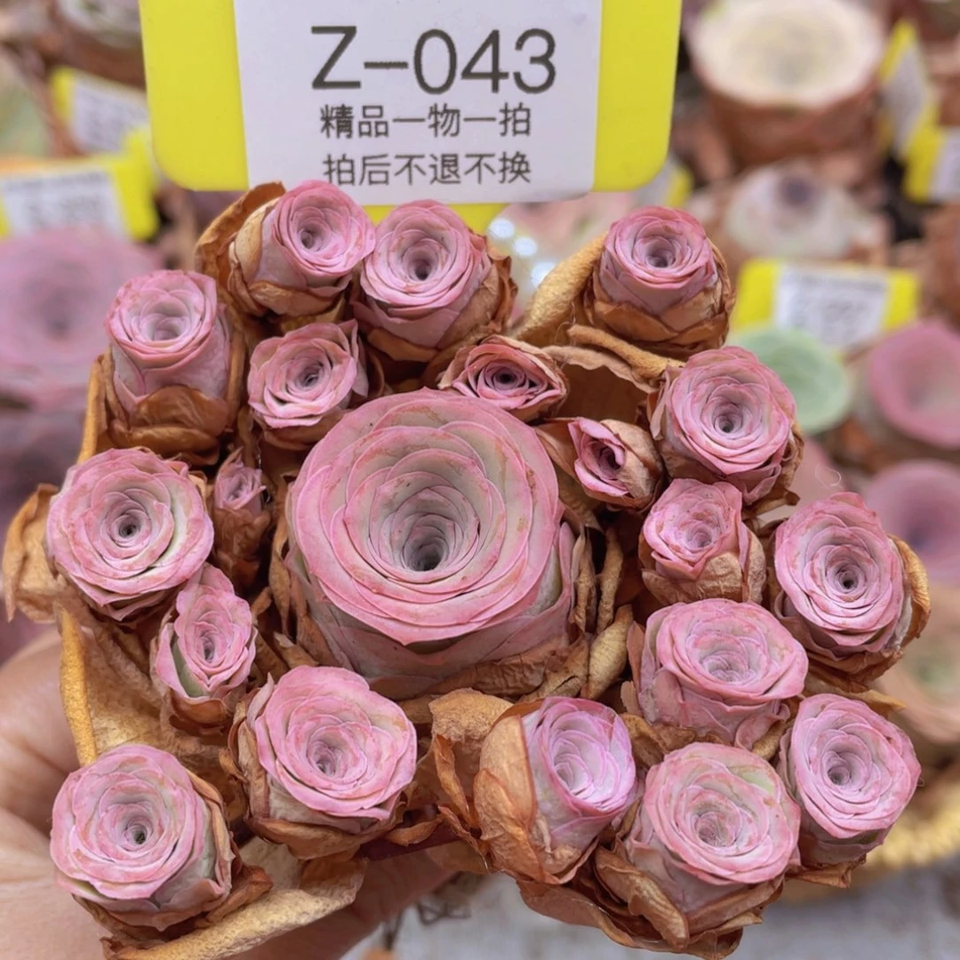 山地玫瑰Z043断枝不包损不售后