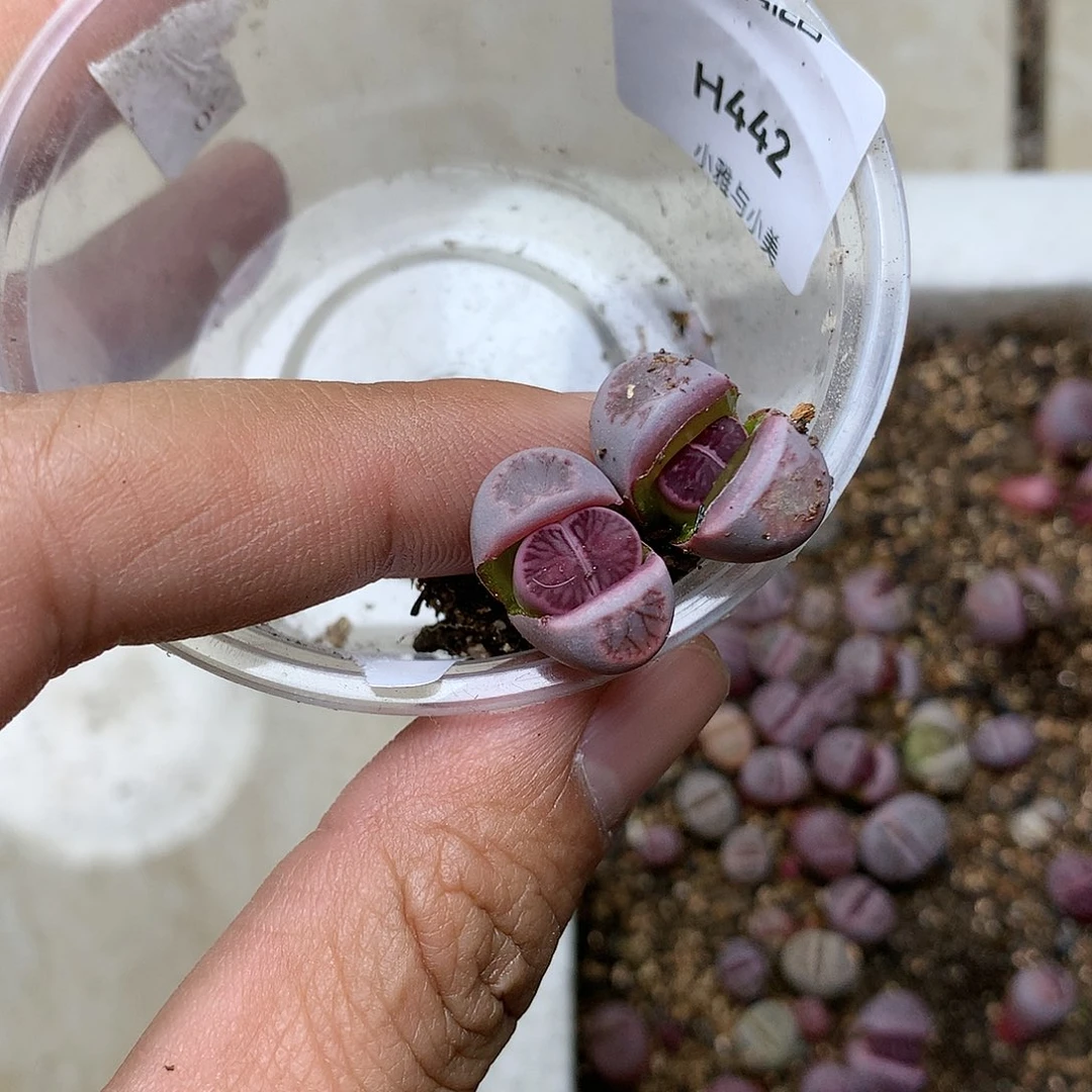 每****?H442多肉植物保护