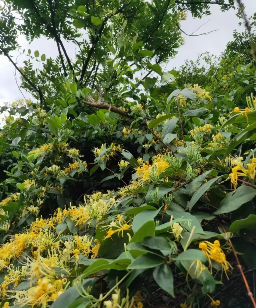 贵州野生开花自然晒干金银花