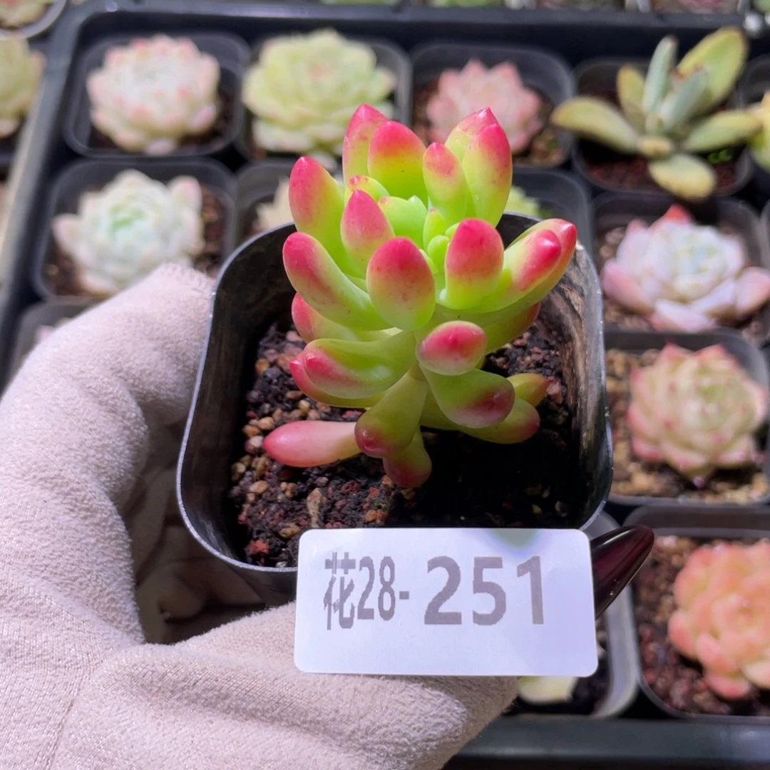 花利美28-251青松