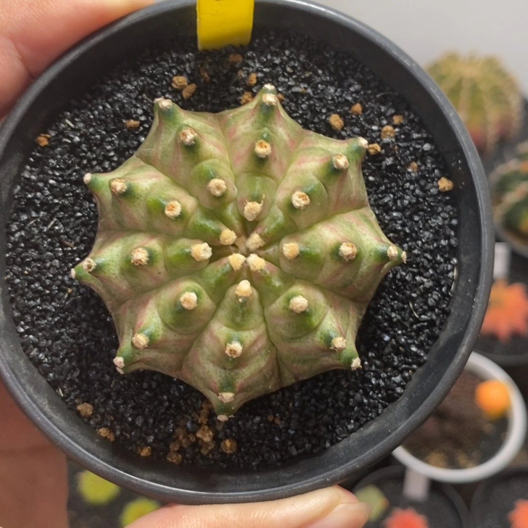 泰系实生轮回—带盆土发货5