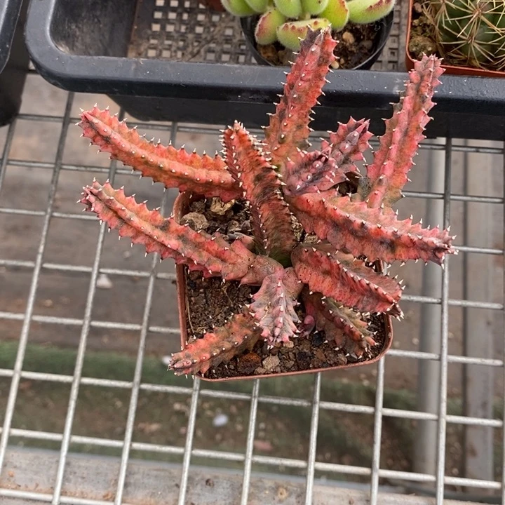 伯克利和格蕾纳等著名音乐家