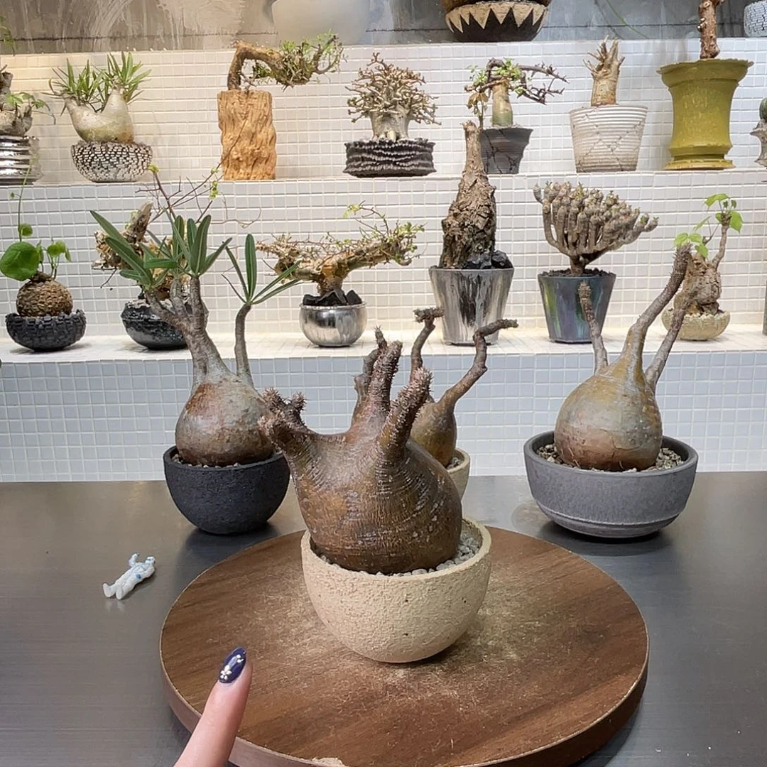 有根象牙宫一物一拍