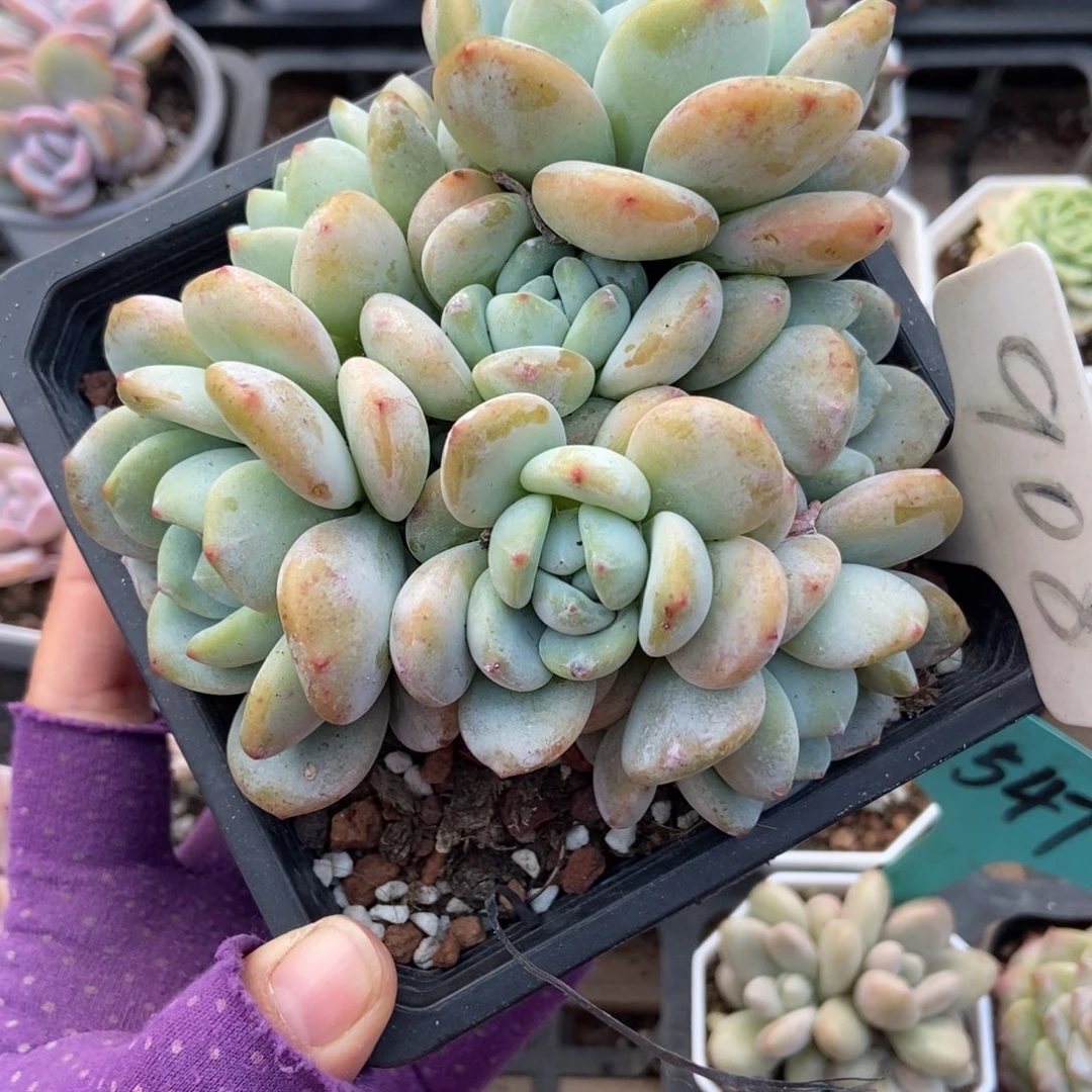 908冷香多肉植物多肉